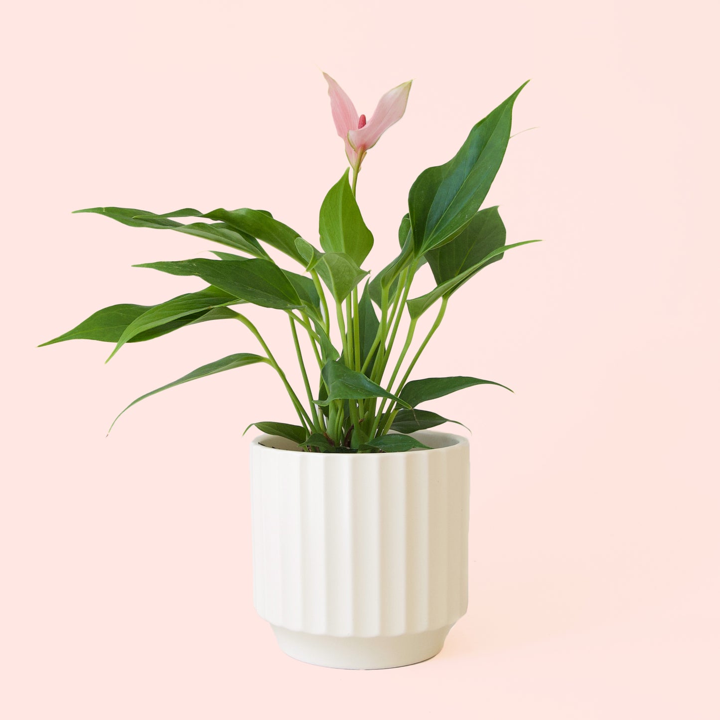 Anthurium | Lilli