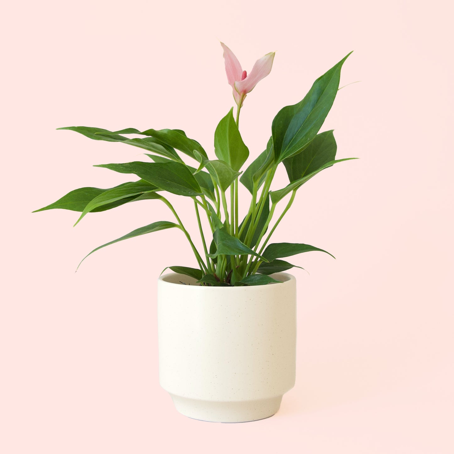 Anthurium | Lilli
