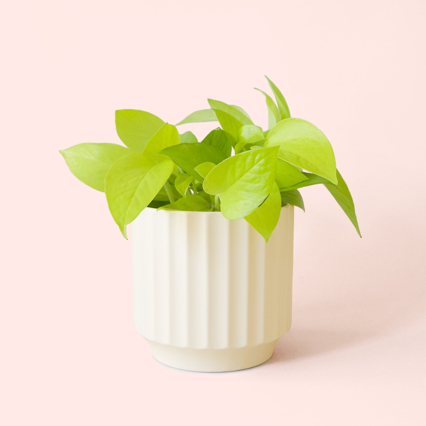 Pothos | Neon