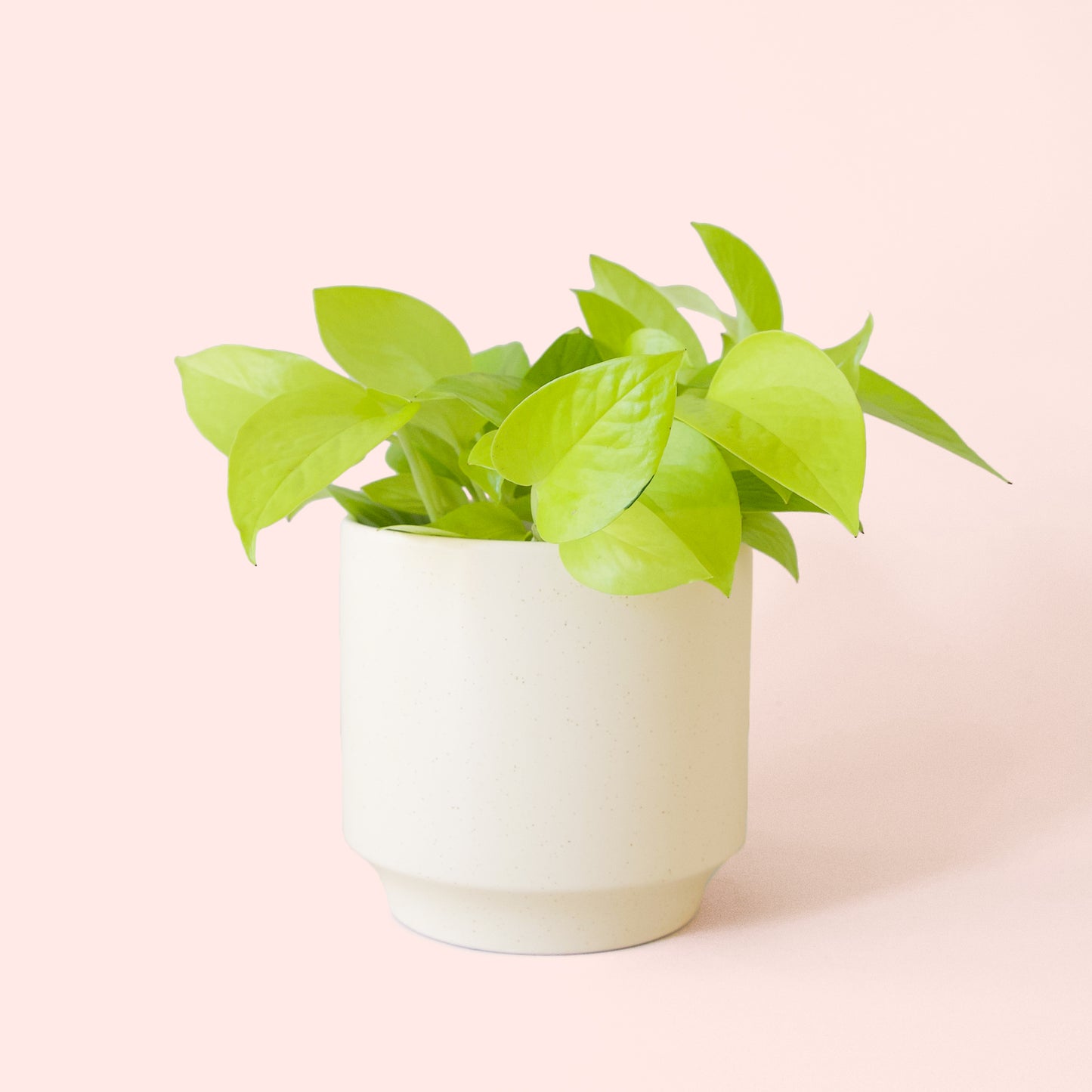 Pothos | Neon