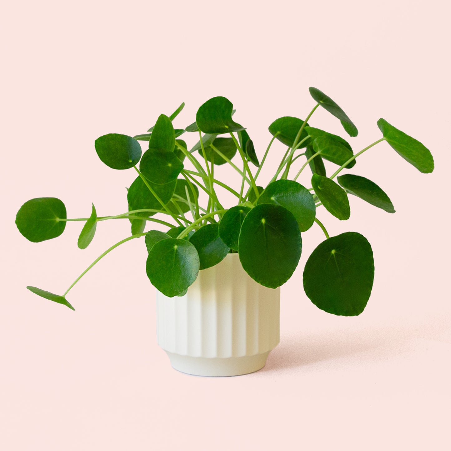 Pilea | Peperomioide