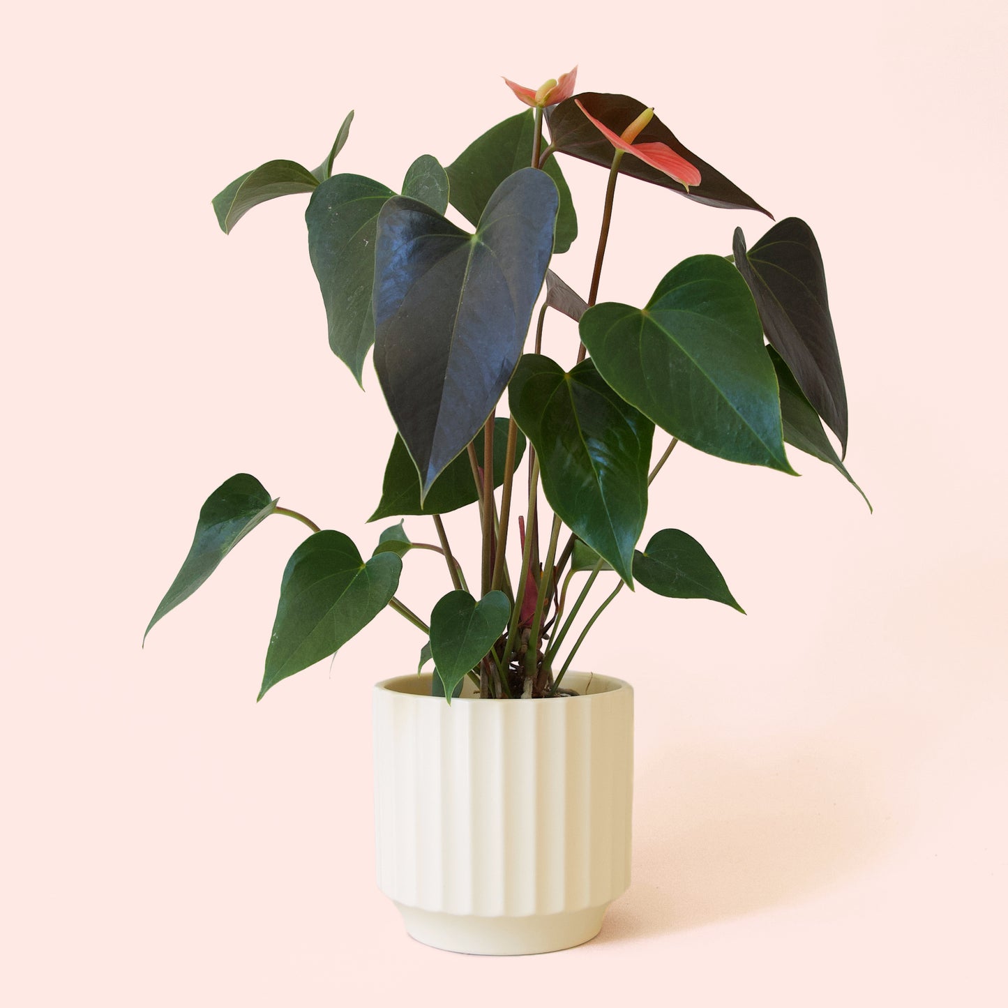 Anthurium | Rainbow Champion