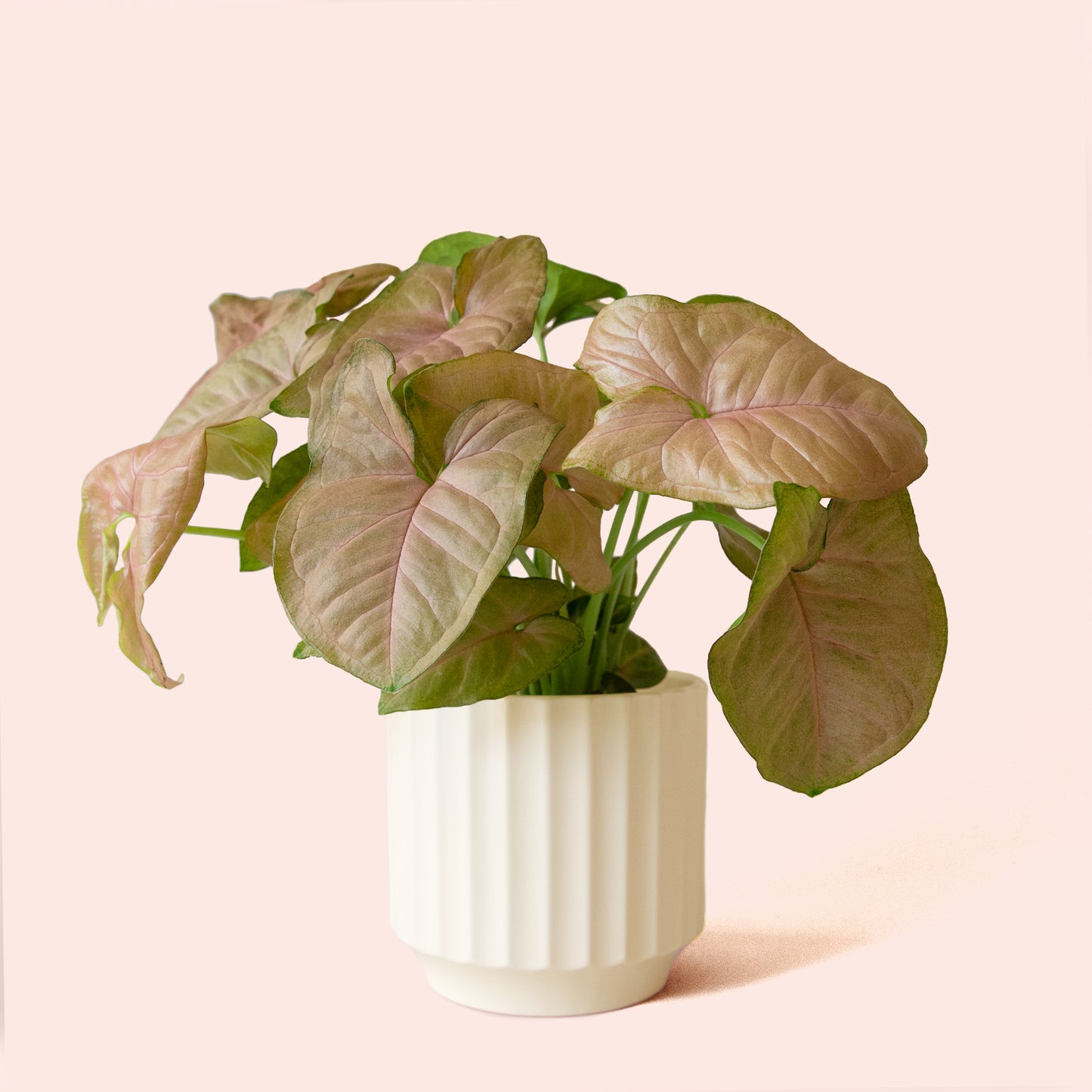 Syngonium | Arrowhead Pink