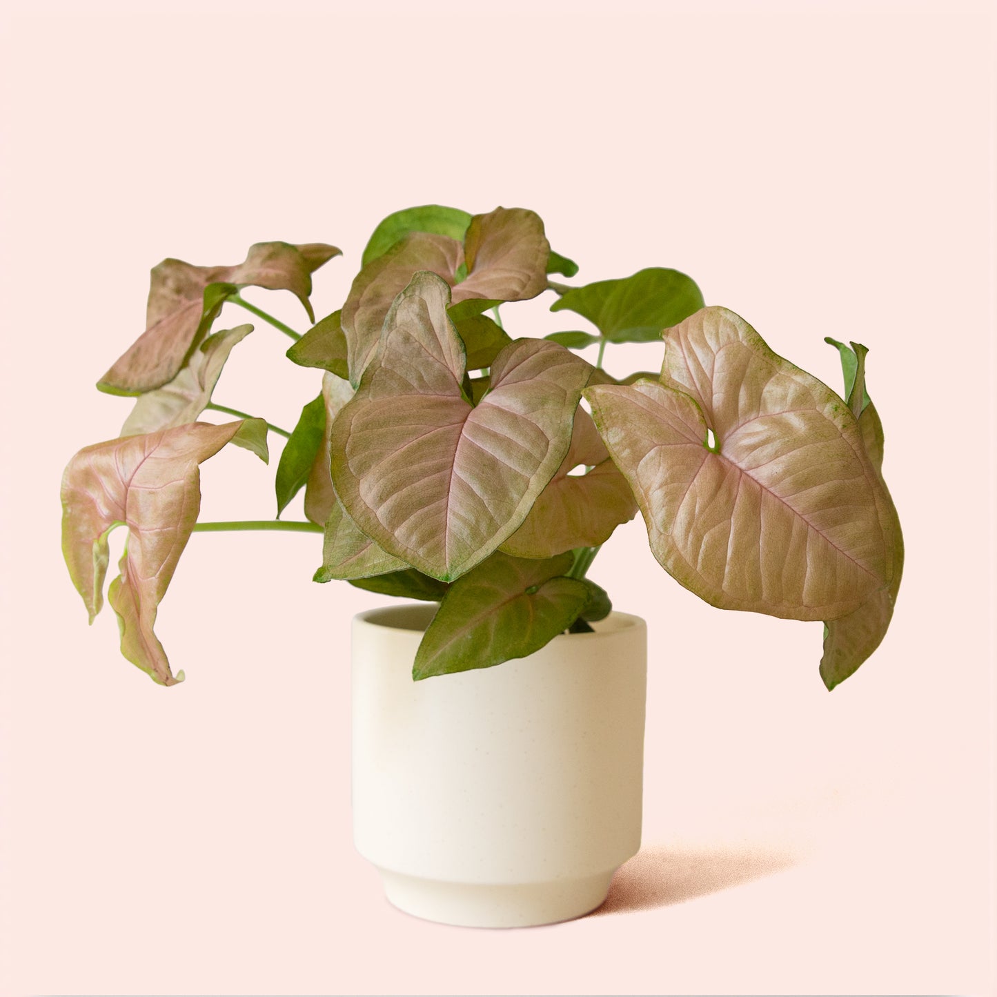 Syngonium | Arrowhead Pink