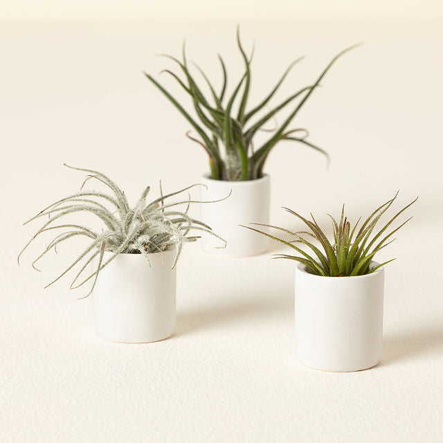 Tiny Pots and Tiny Air Plants Pack