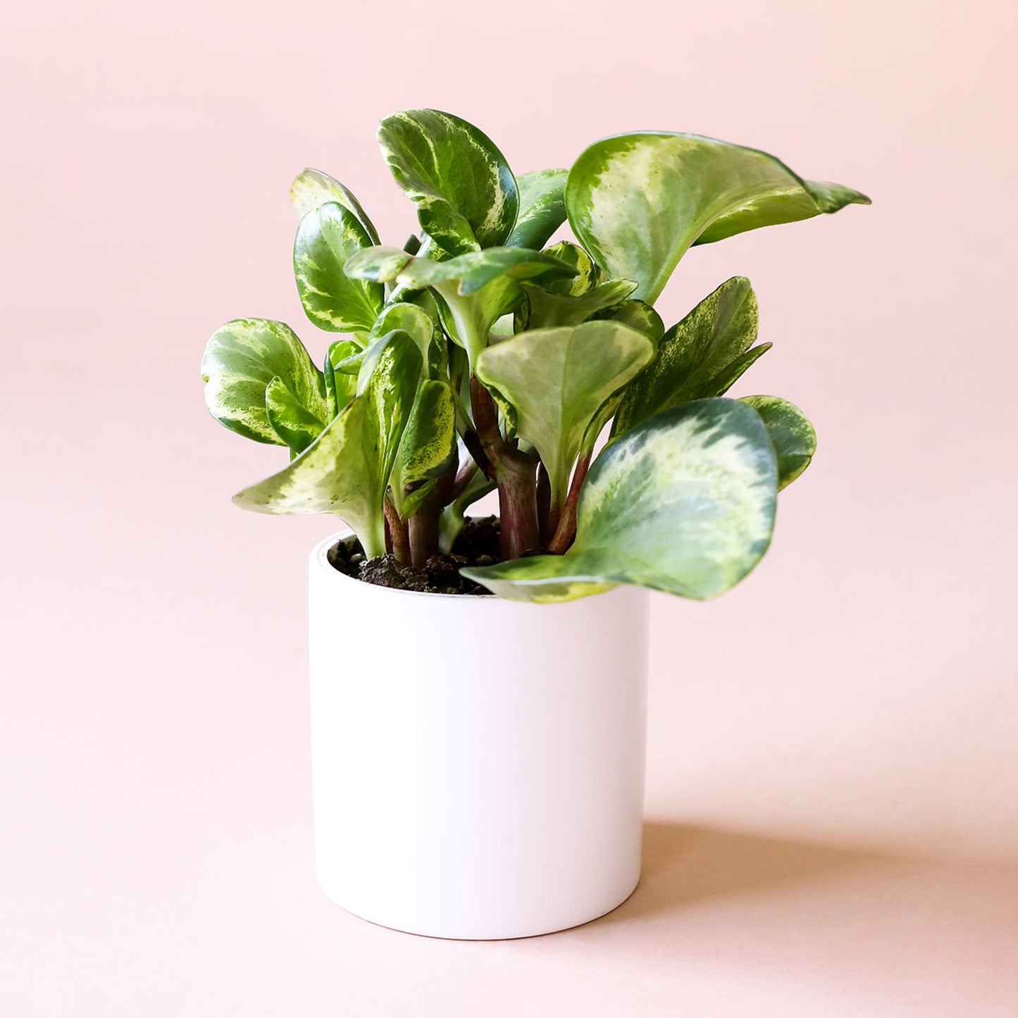 a peperomia pbtusifolia marble with rounded leaves featuring green and yellow marbling.