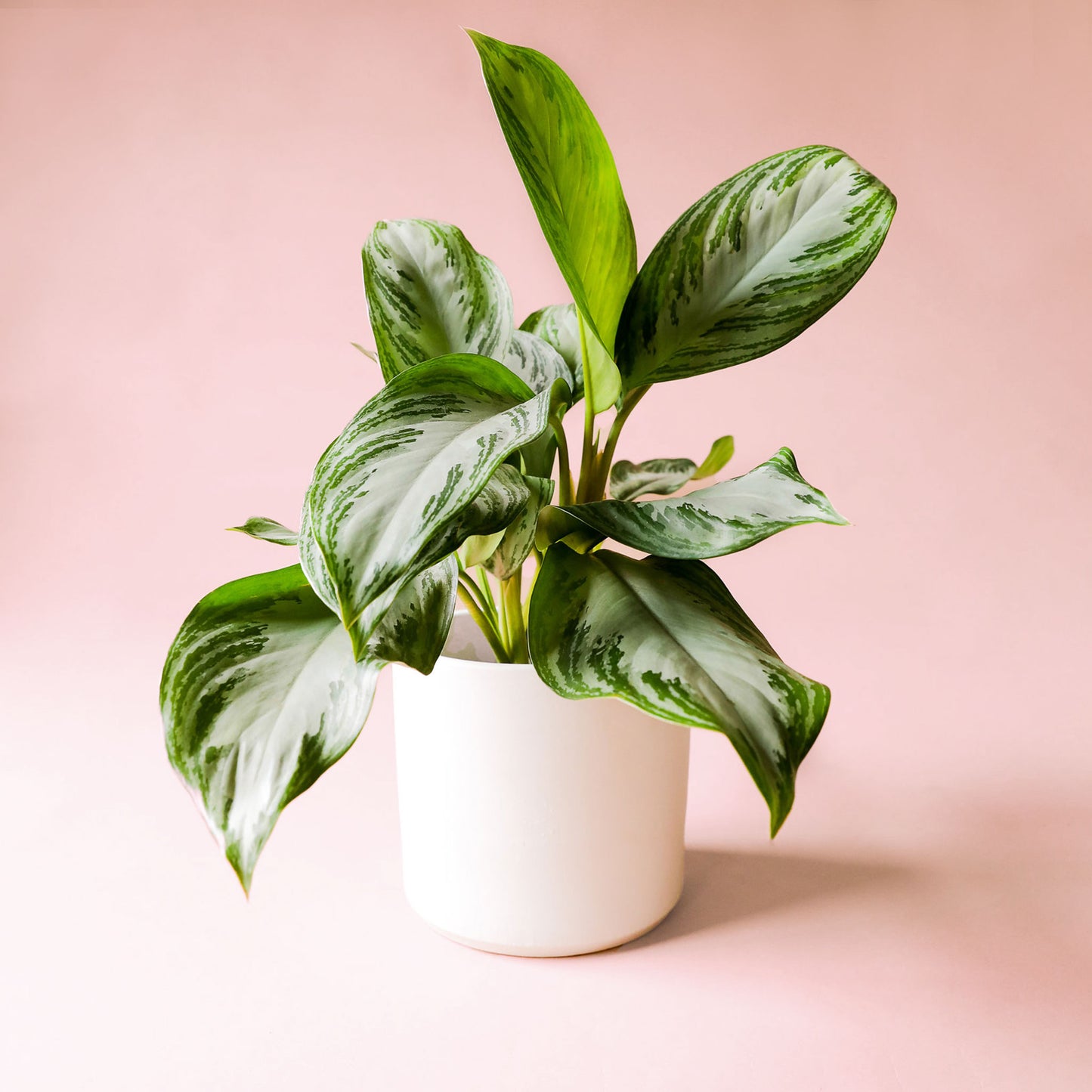 Chinese evergreen silver bay in a white pot