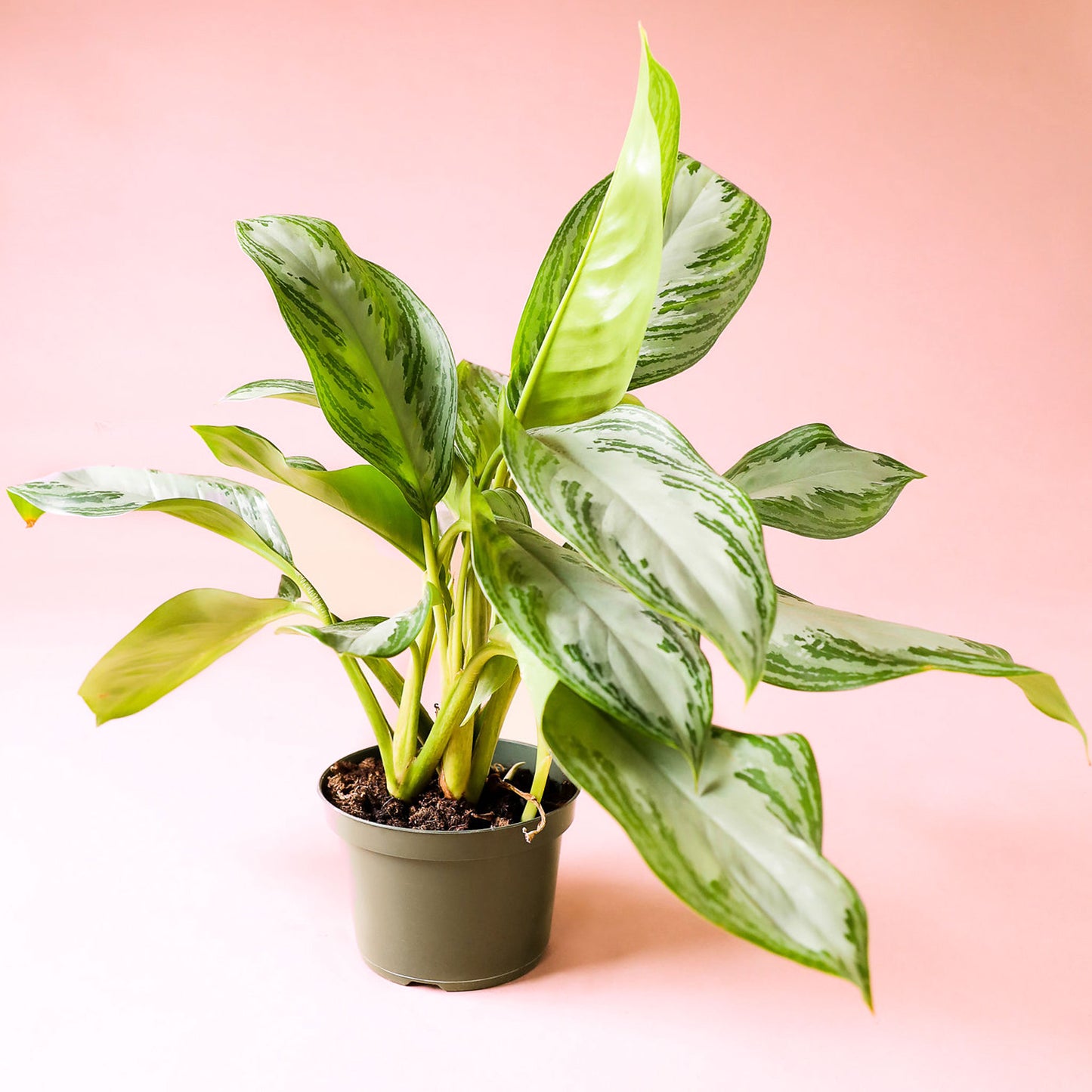 Chinese evergreen silver bay in a white pot