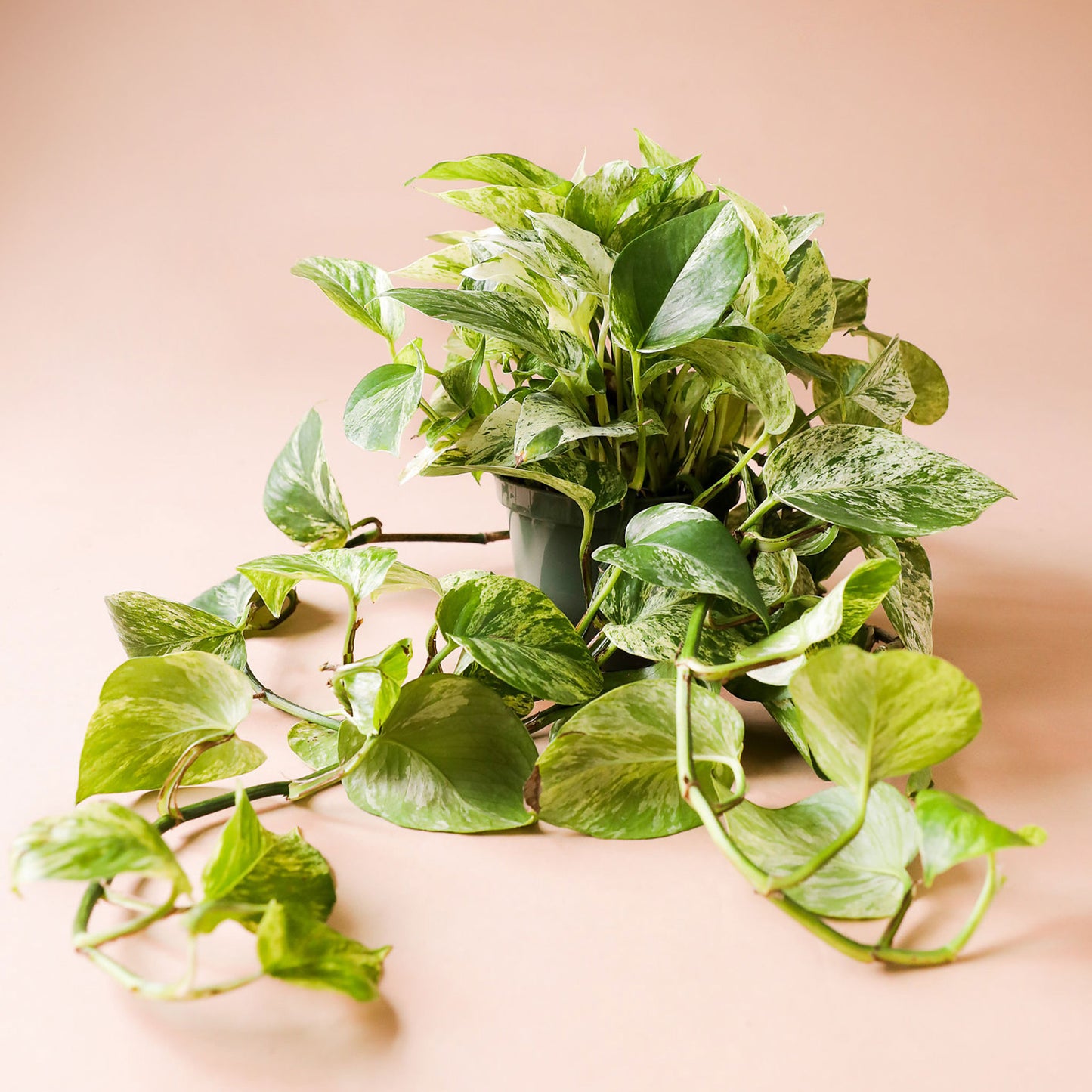 In front of a pink background is a white cylinder pot with a marble queen pothos inside. The plant has long green vines that fall down the side of the pot. The leaves are yellow and green variegated.