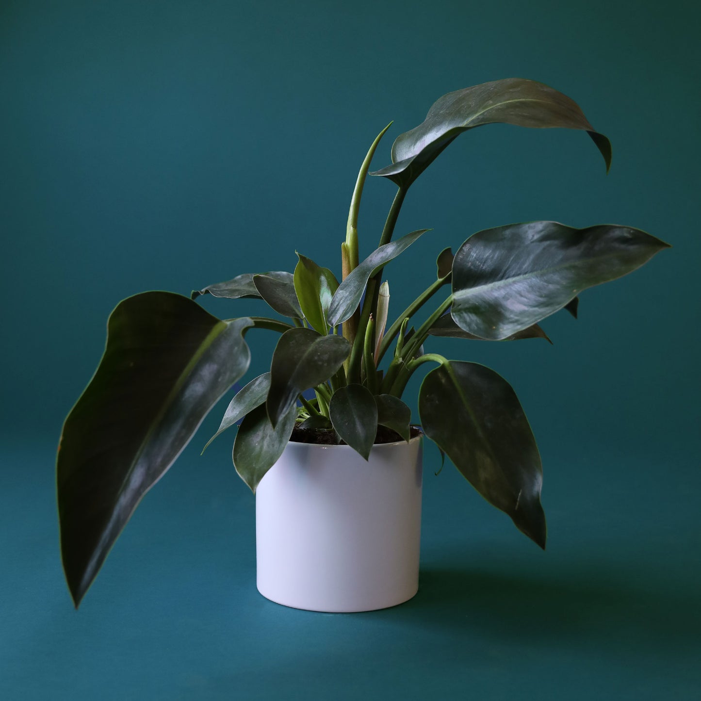 a philodendron congo with dark green pointed leaves and light green stems