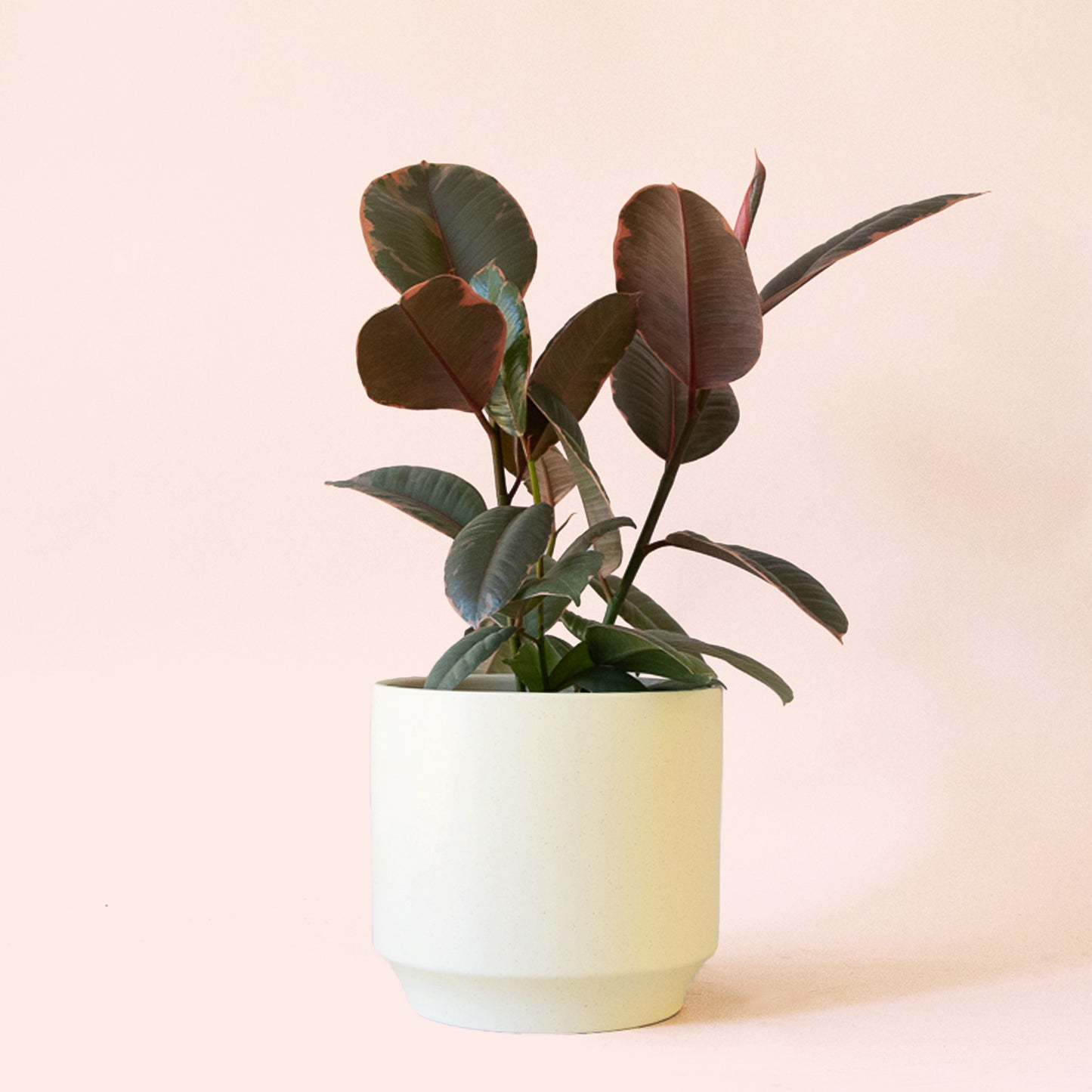 Ficus Elastica | Ruby