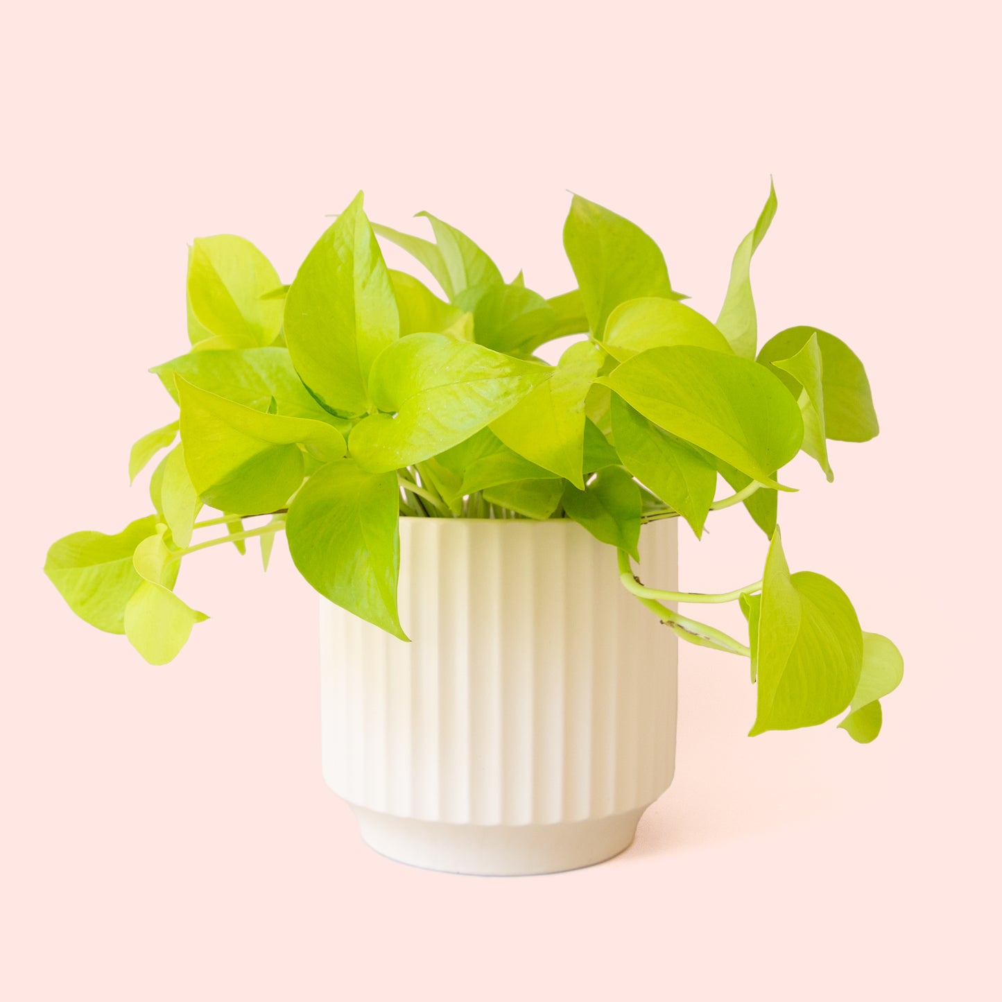 Pothos | Neon