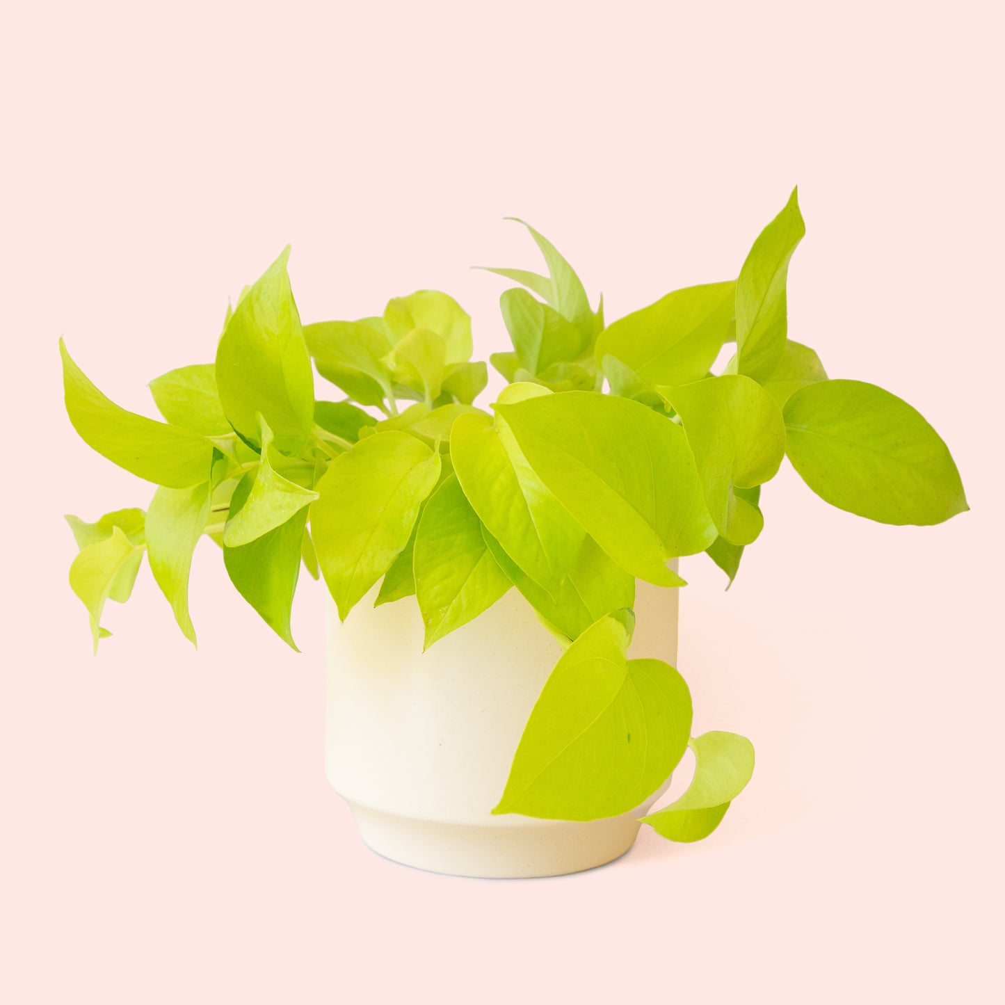 Pothos | Neon