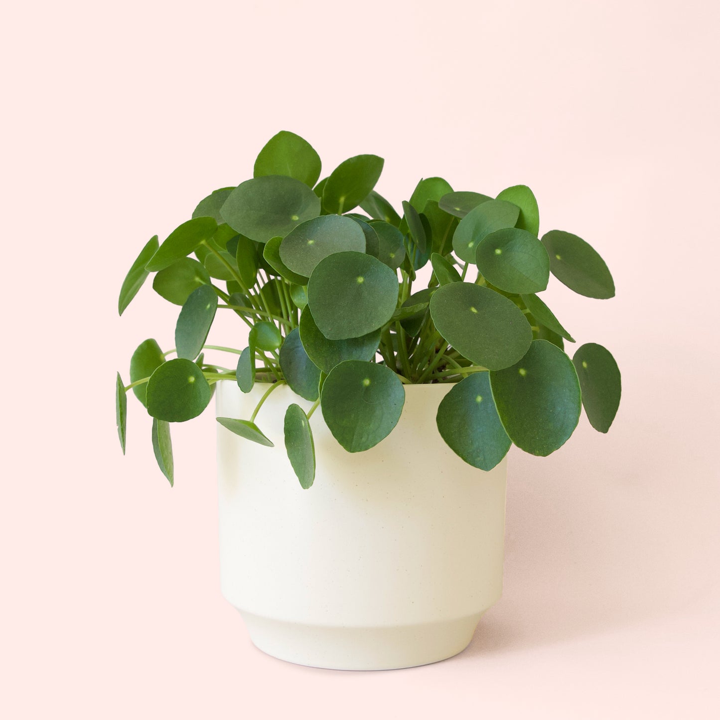 Pilea | Peperomioide