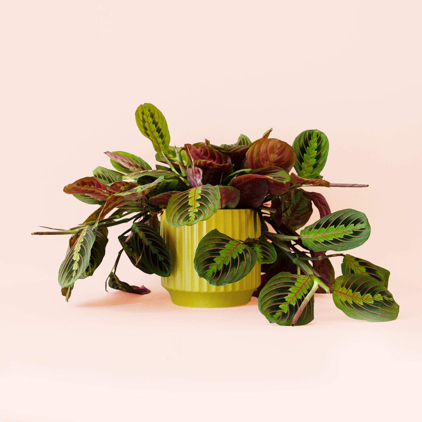 Maranta | Red
