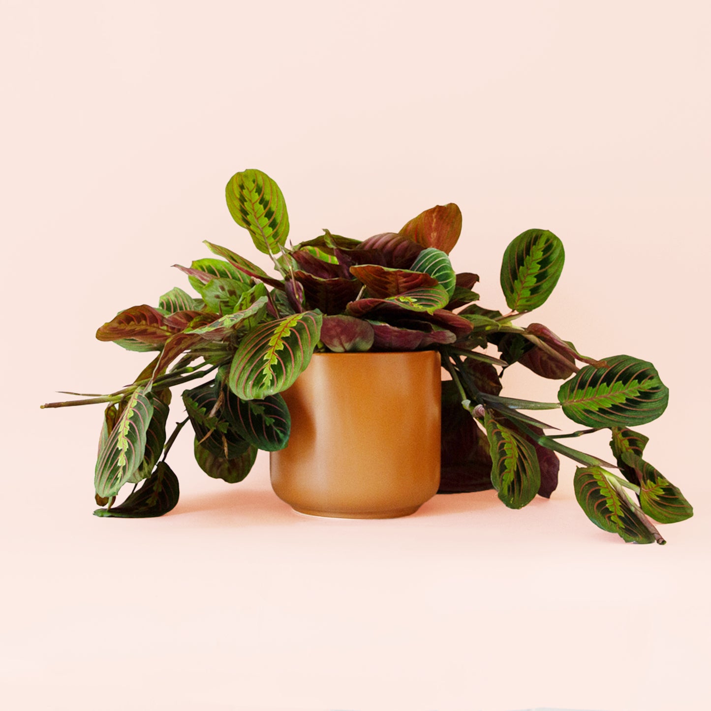 Maranta | Red