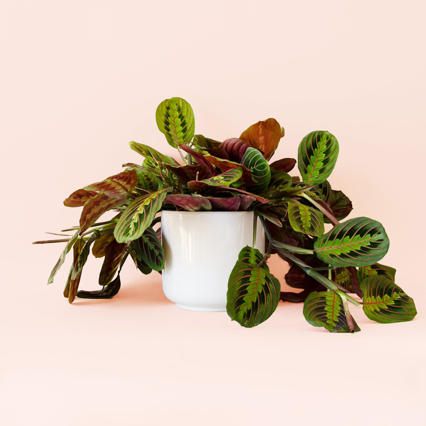 Maranta | Red