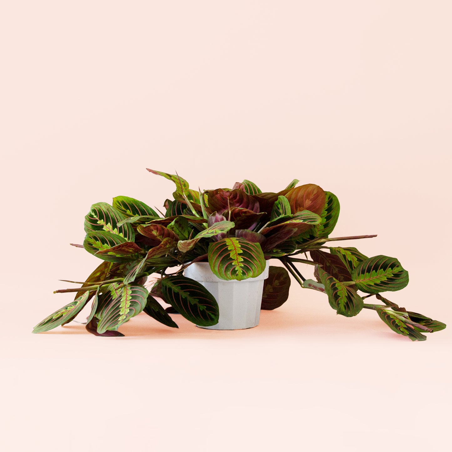 Maranta | Red