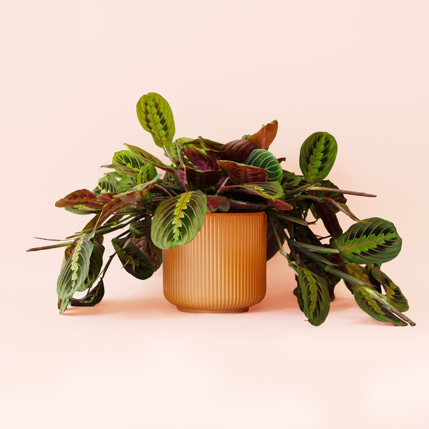 Maranta | Red