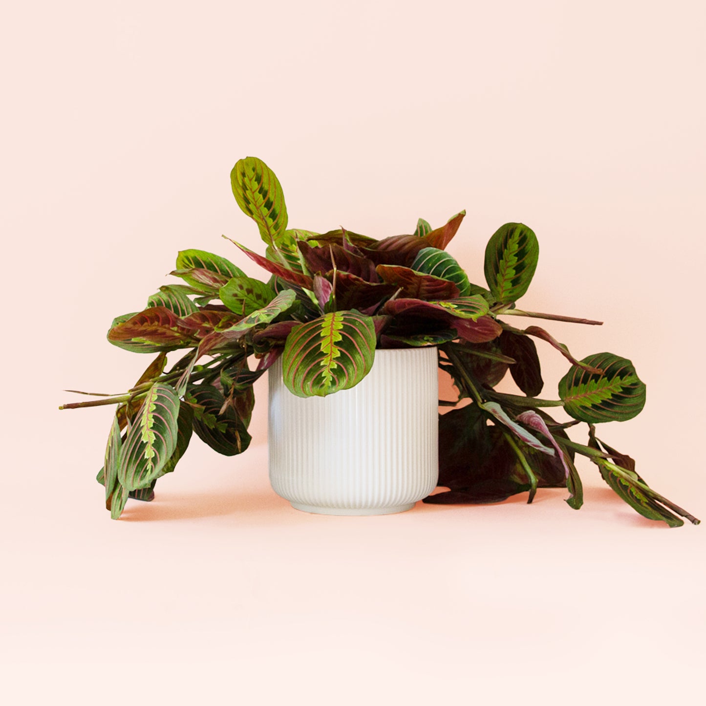 Maranta | Red