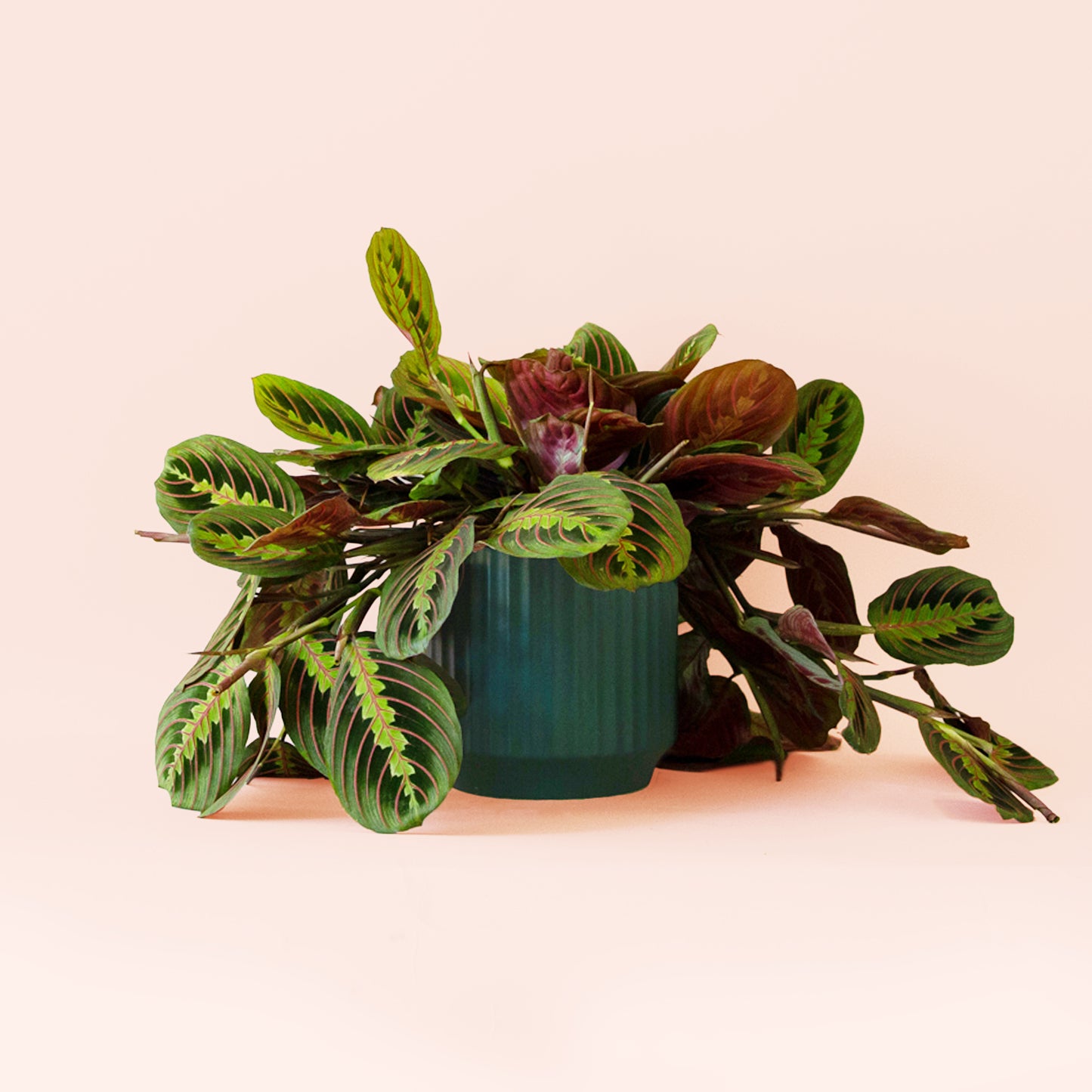 Maranta | Red