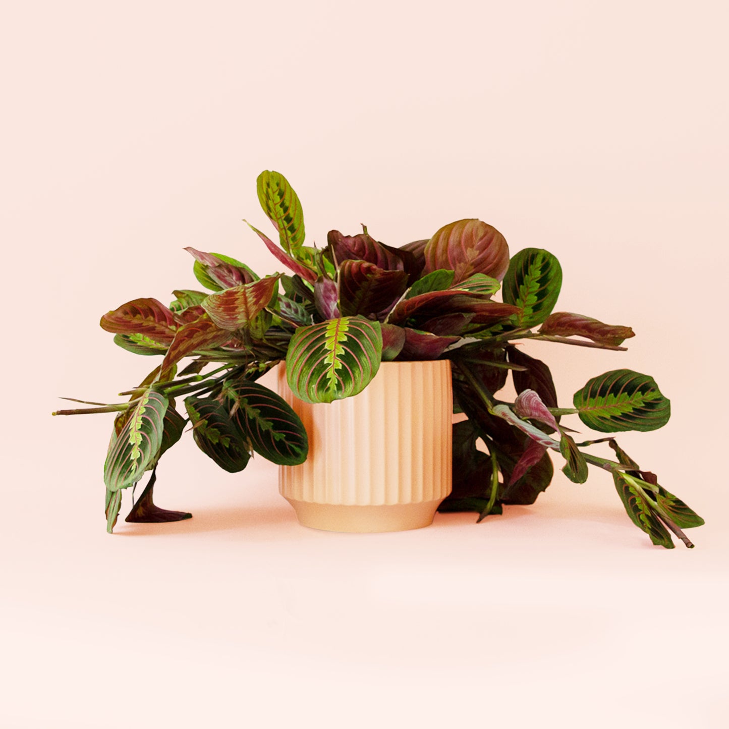 Maranta | Red