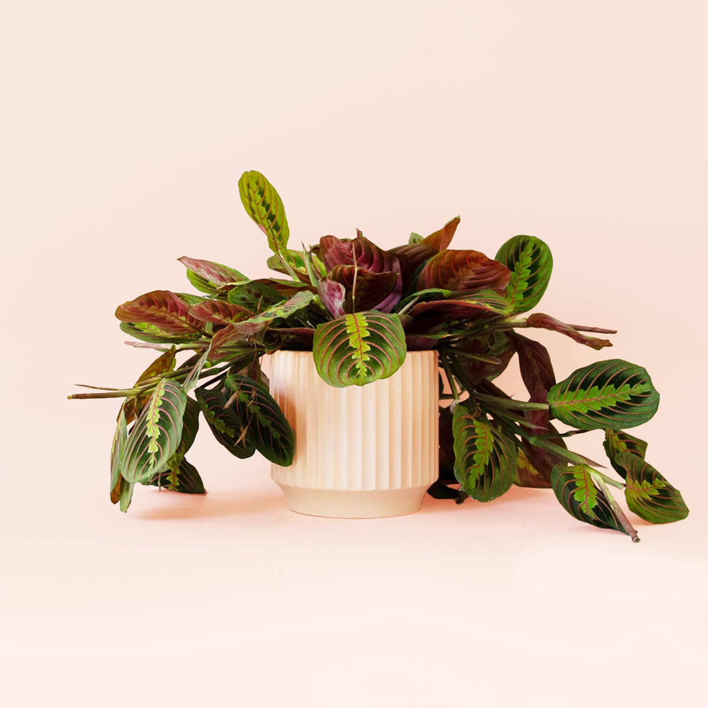 Maranta | Red