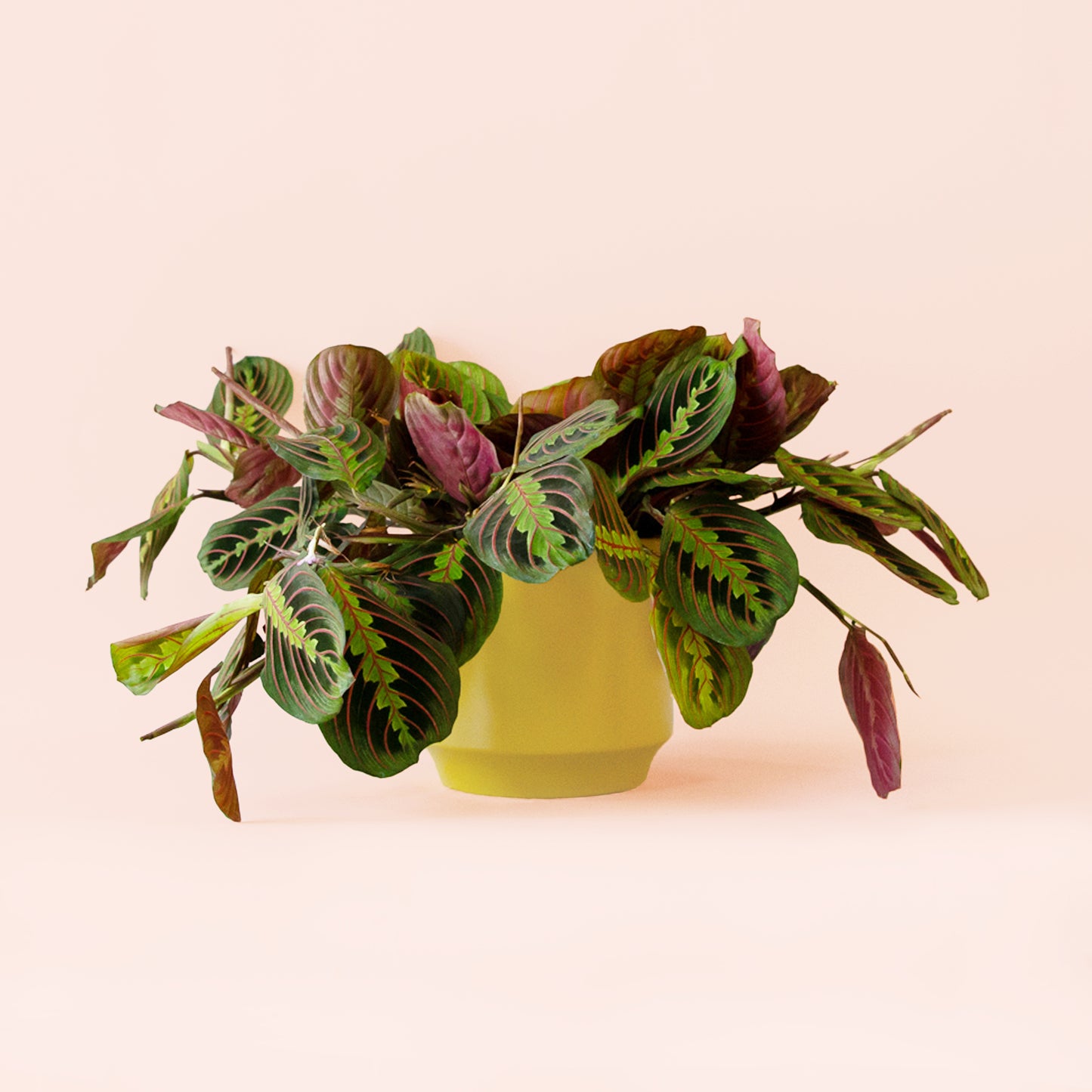 Maranta | Red