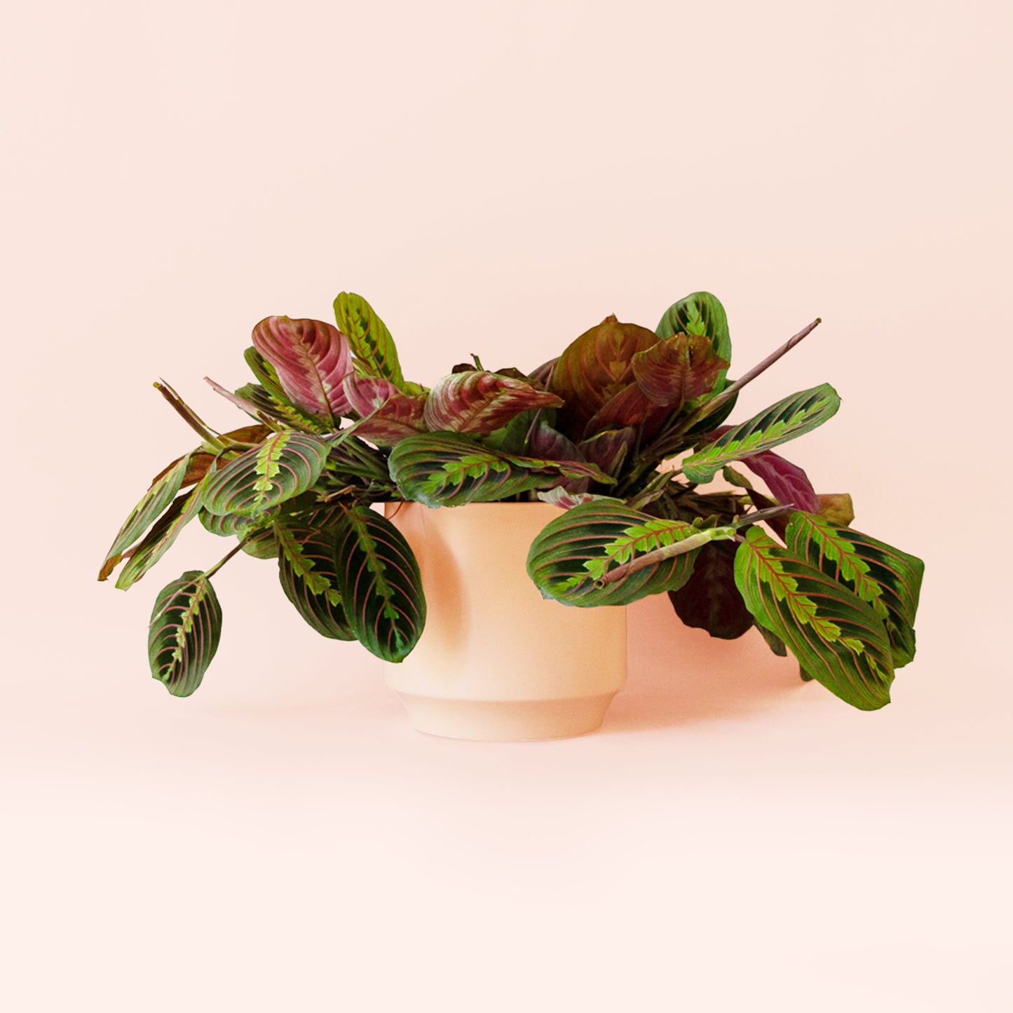 Maranta | Red
