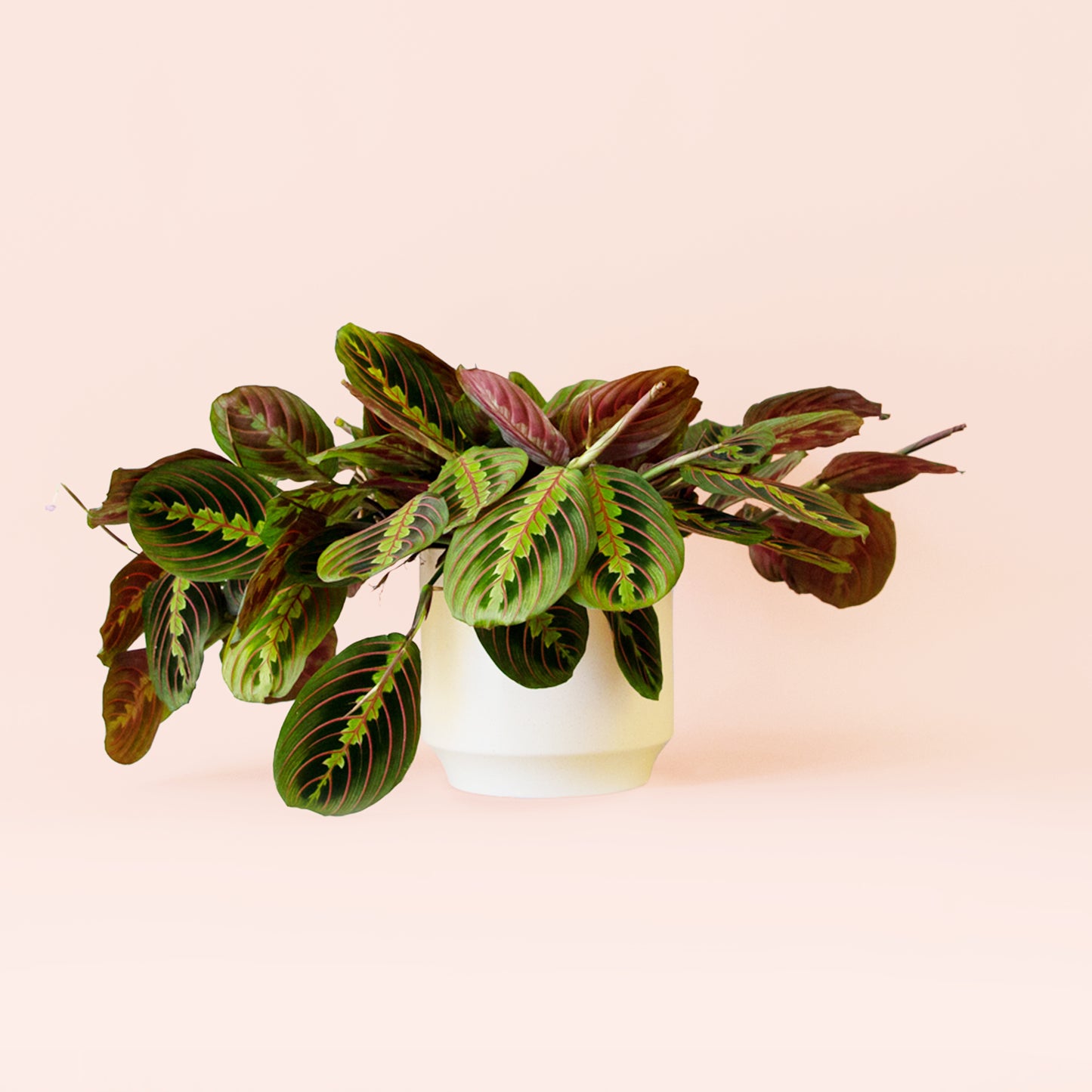 Maranta | Red