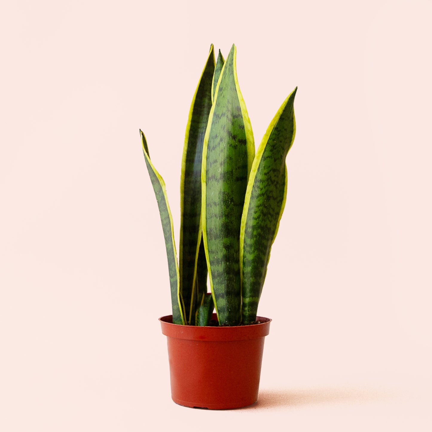 Sansevieria | Laurentii
