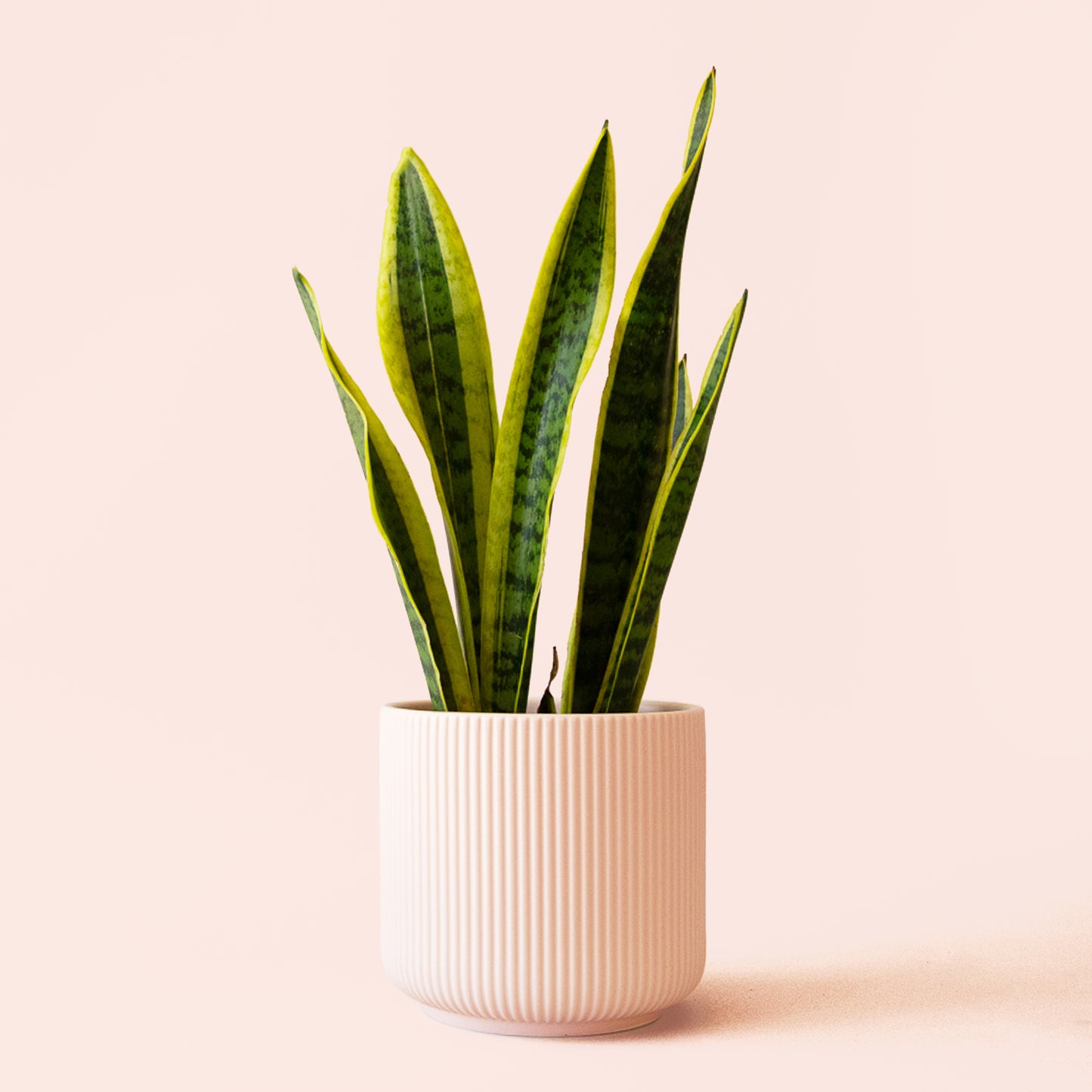 Sansevieria | Laurentii