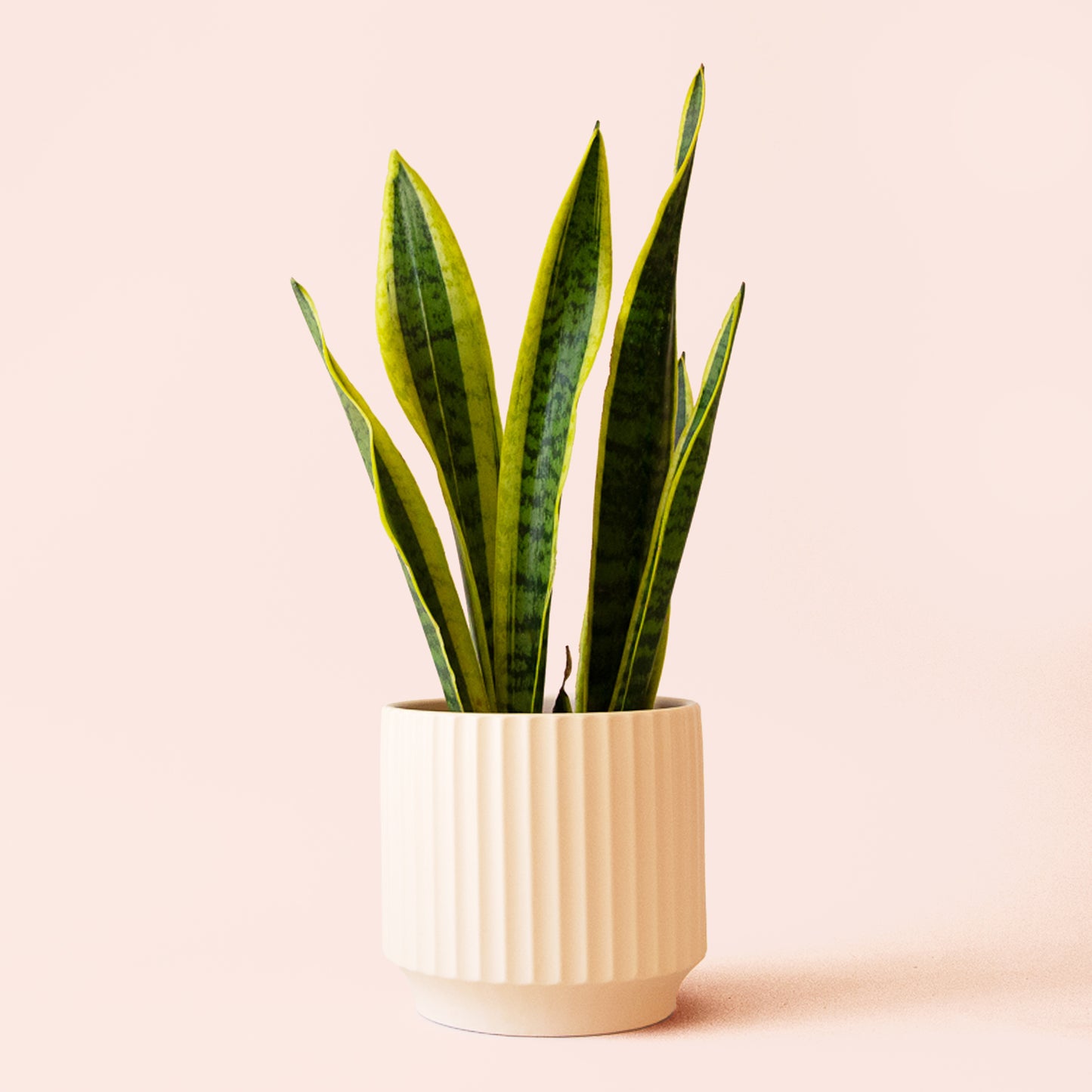 Sansevieria | Laurentii