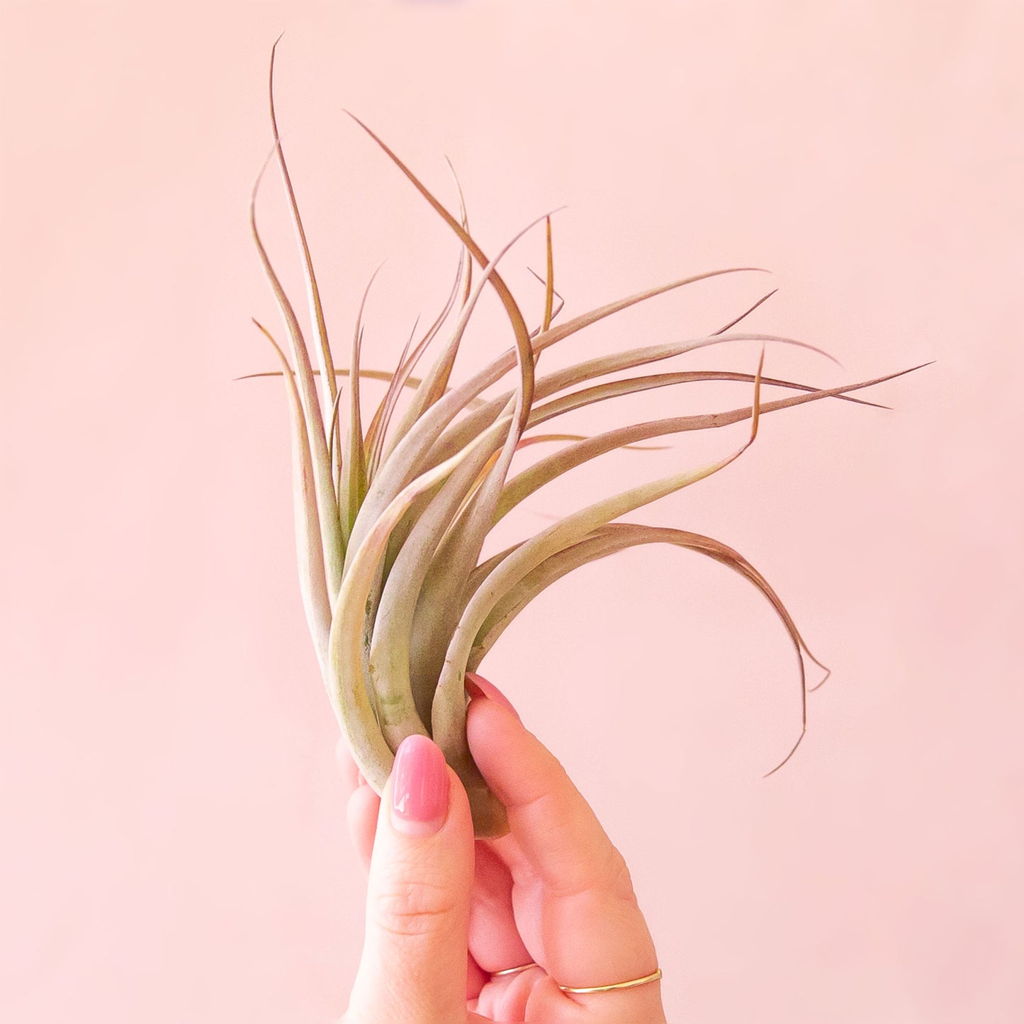 Tillandsia | Brachycaulos