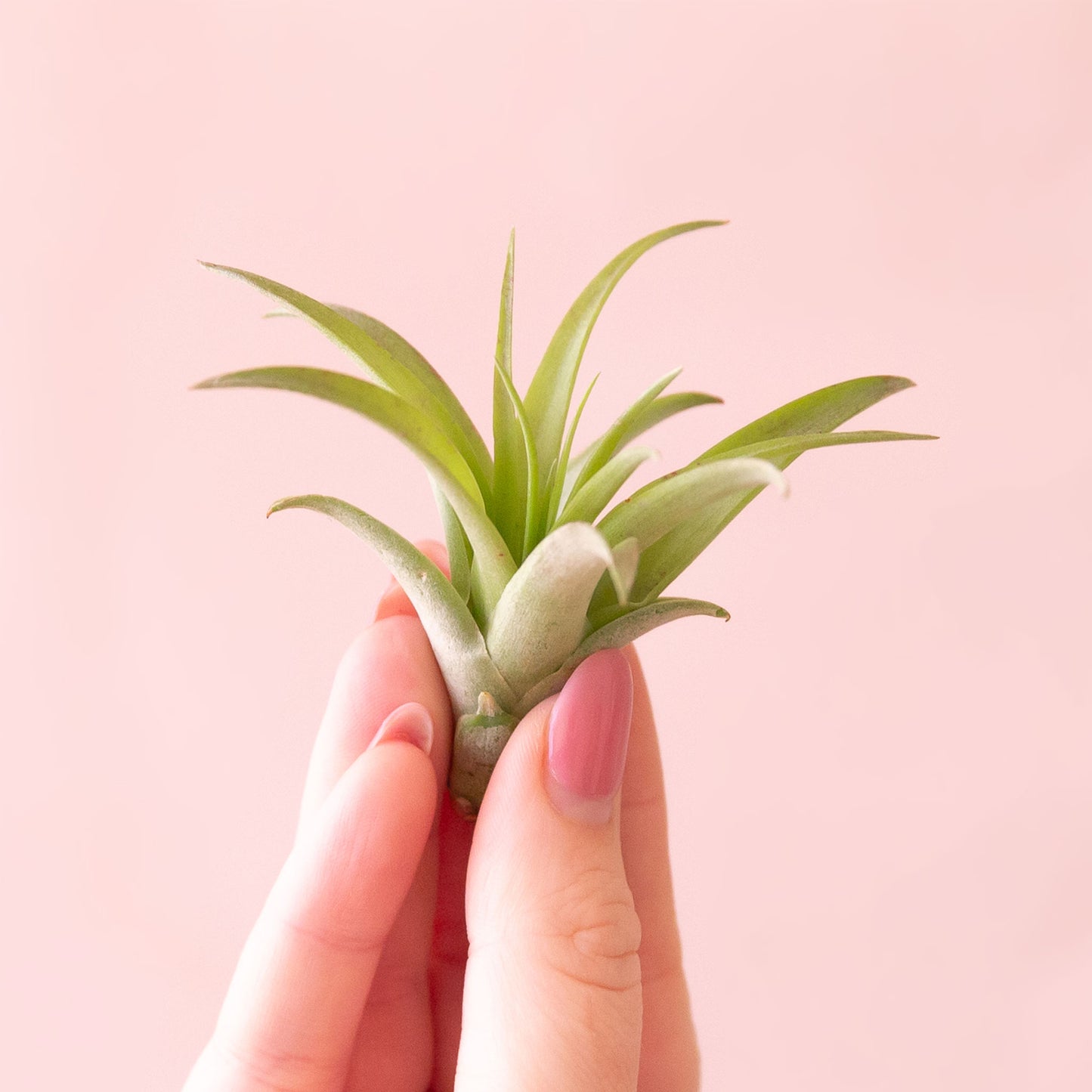 Tillandsia | Brachycaulos