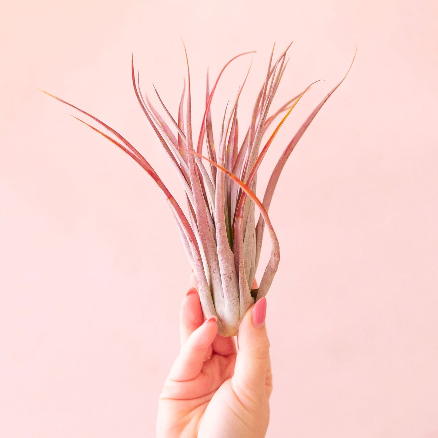 Tillandsia | Brachycaulos