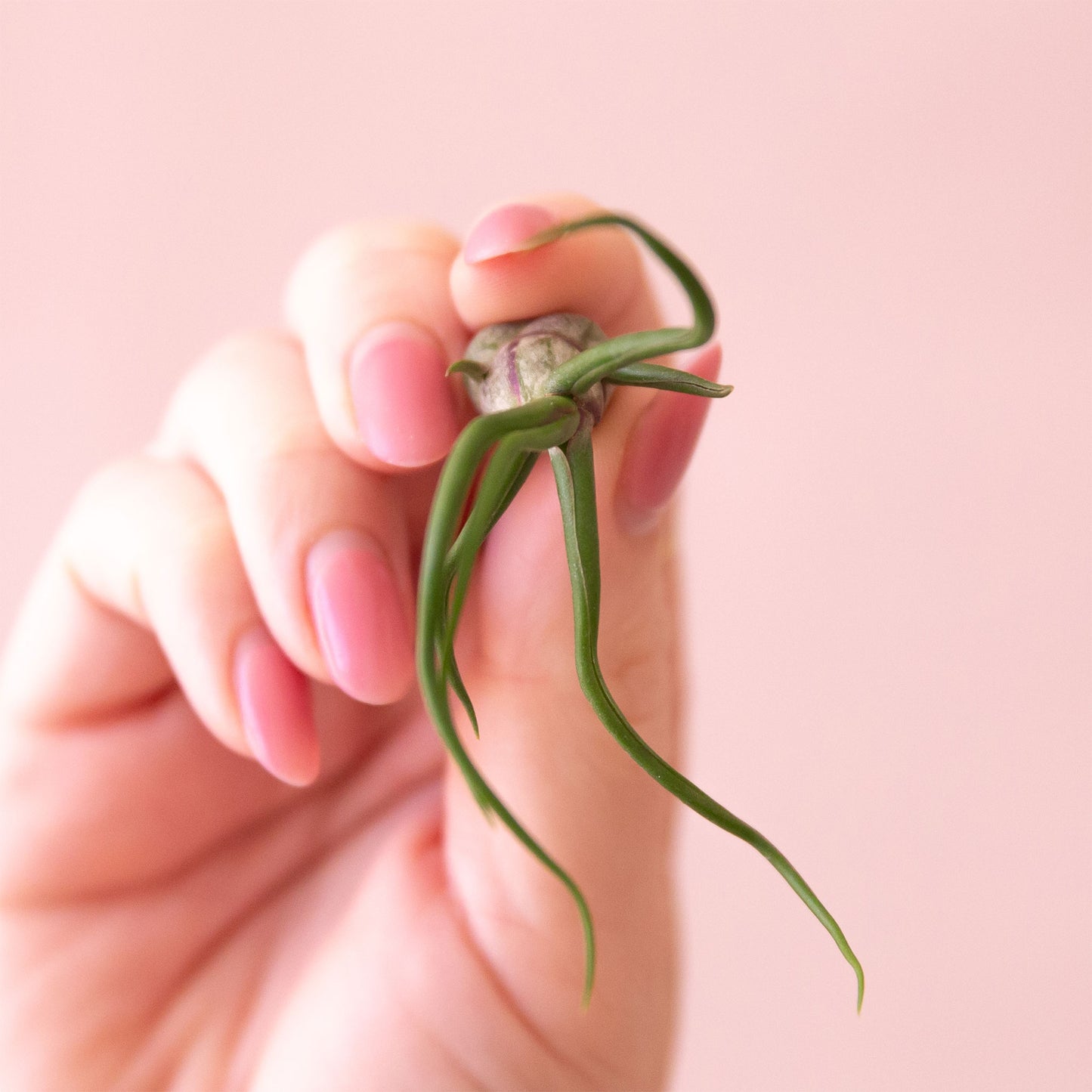 Tillandsia Bulbosa Belize