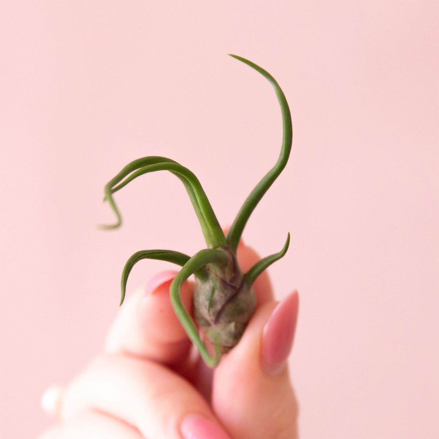 Tillandsia Bulbosa Belize