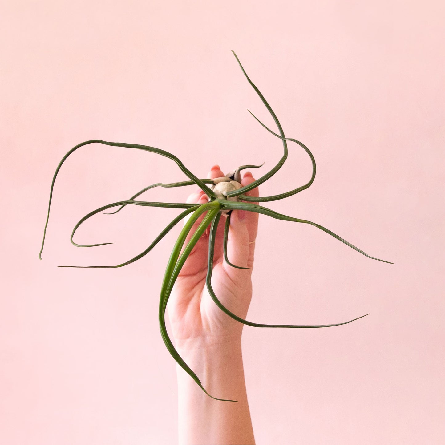 Tillandsia Bulbosa Belize
