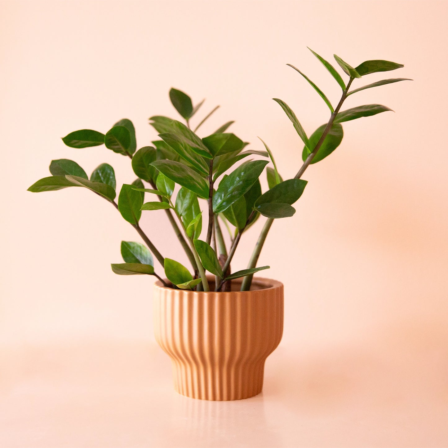 Presley Pedestal Planter | Ginger