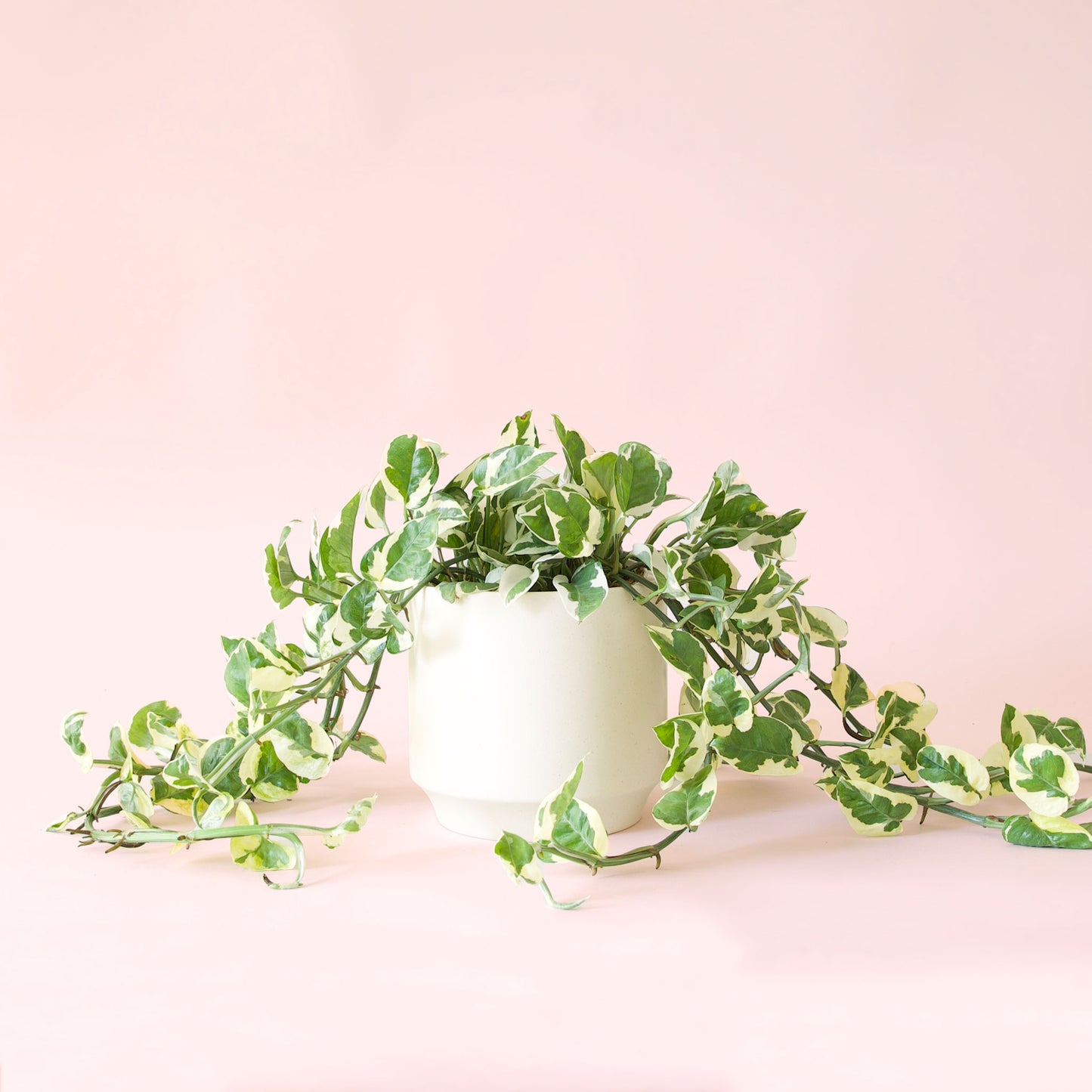 Pothos | N'Joy