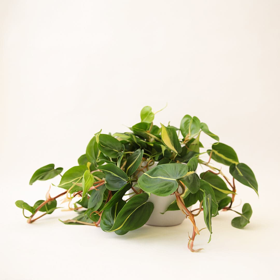n front of a white background is a rounded white pot. Inside the pot is a philodendron brazil. The plant has long dark orange vines that spill over the sides of the pot. The leaves are light green with a neon green stripe down the middle.