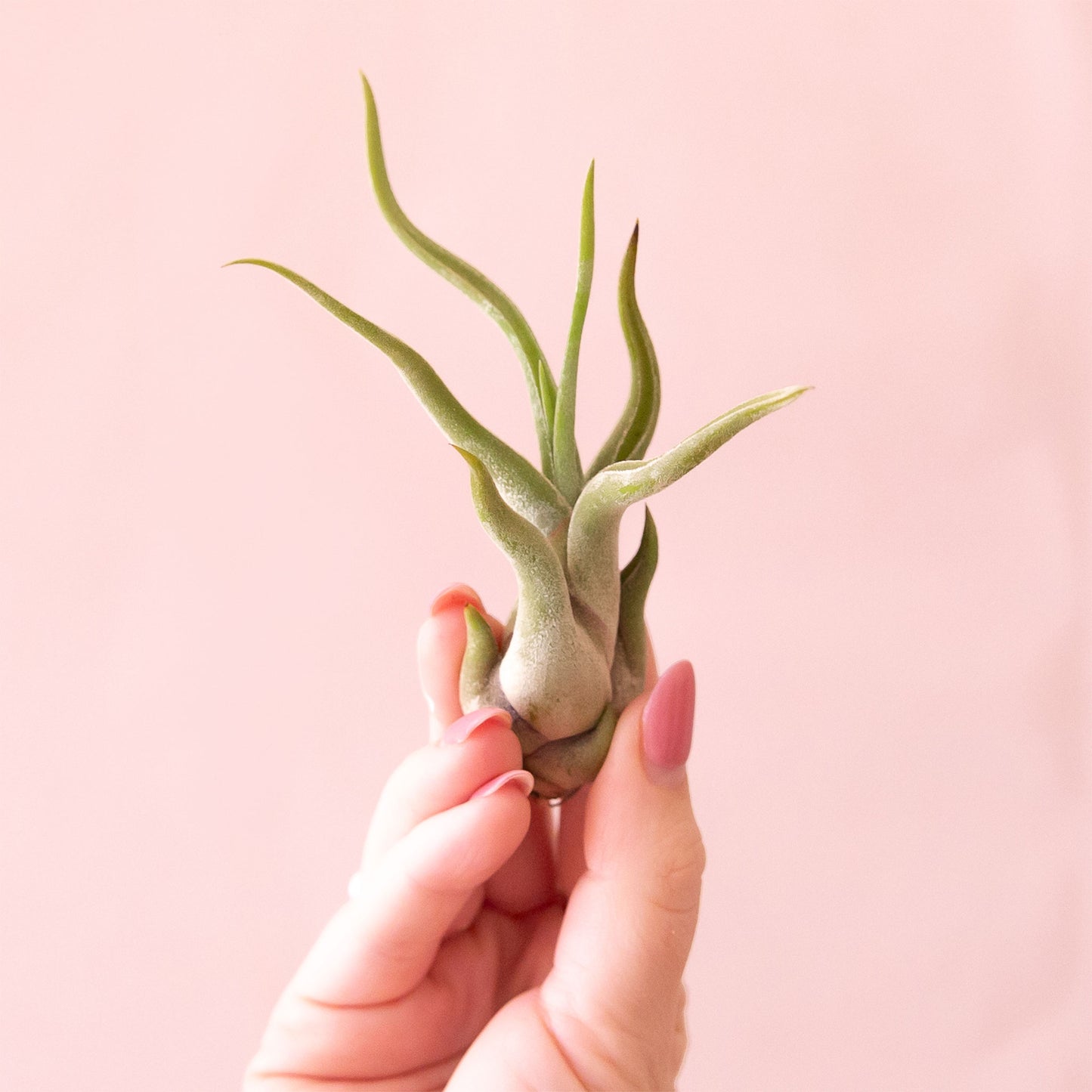 Tillandsia | Caput Medusae