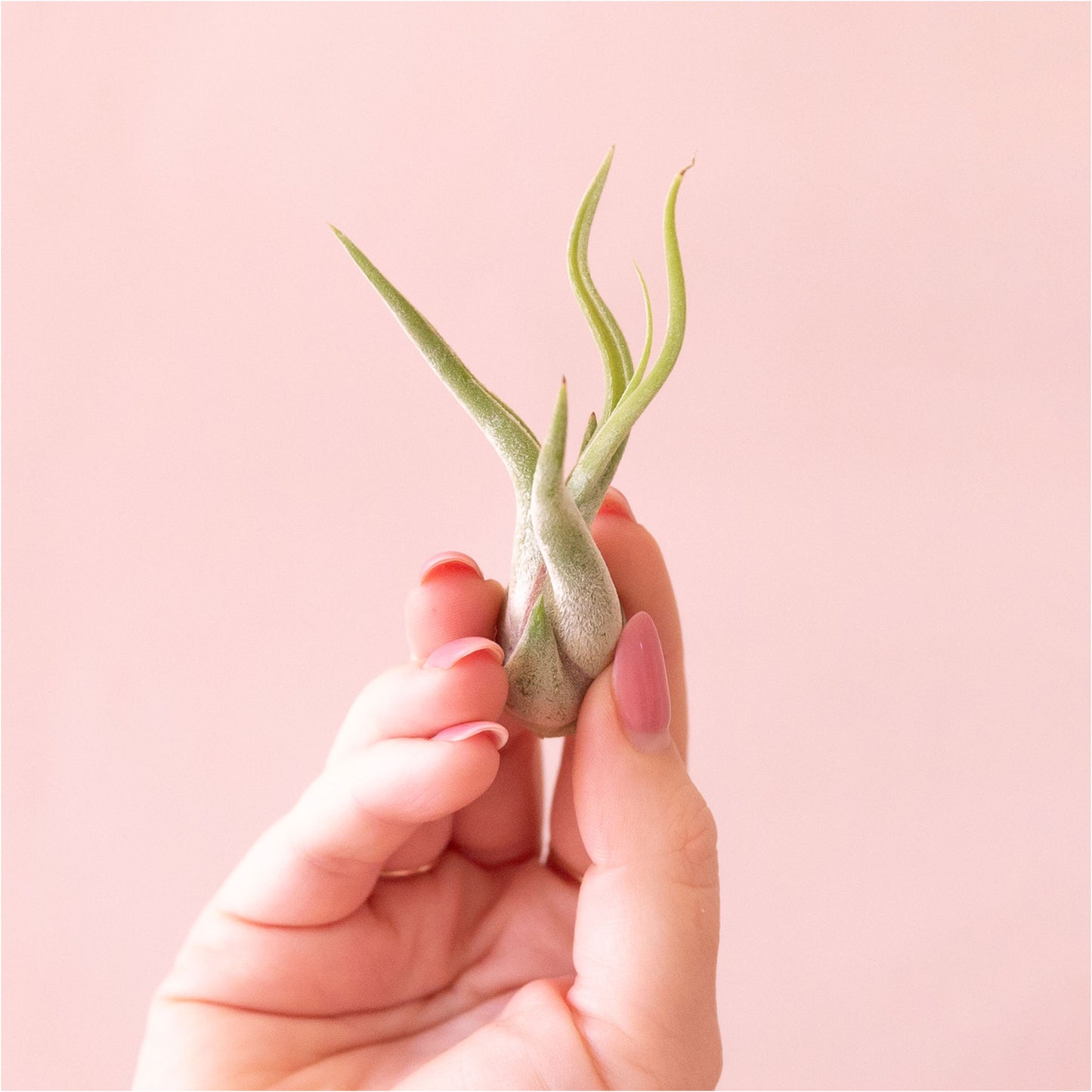 Tillandsia | Caput Medusae
