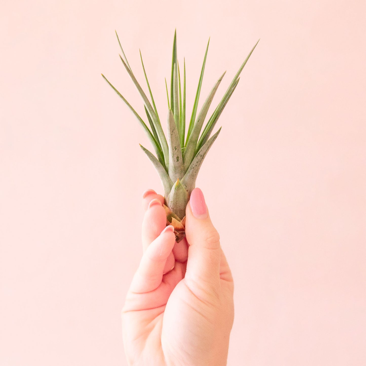 On a pink background is a green Fasciculata.