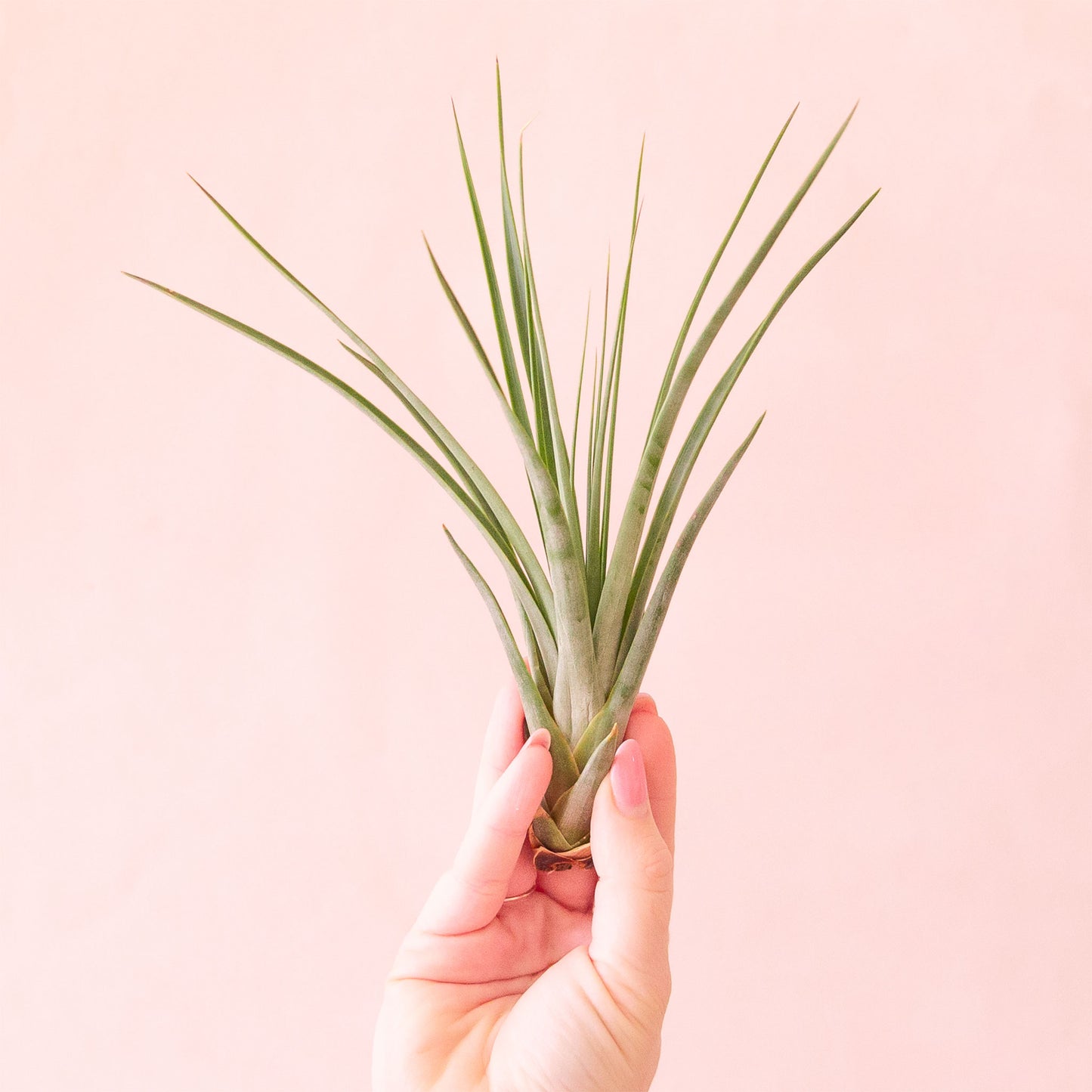 On a pink background is a green Fasciculata.