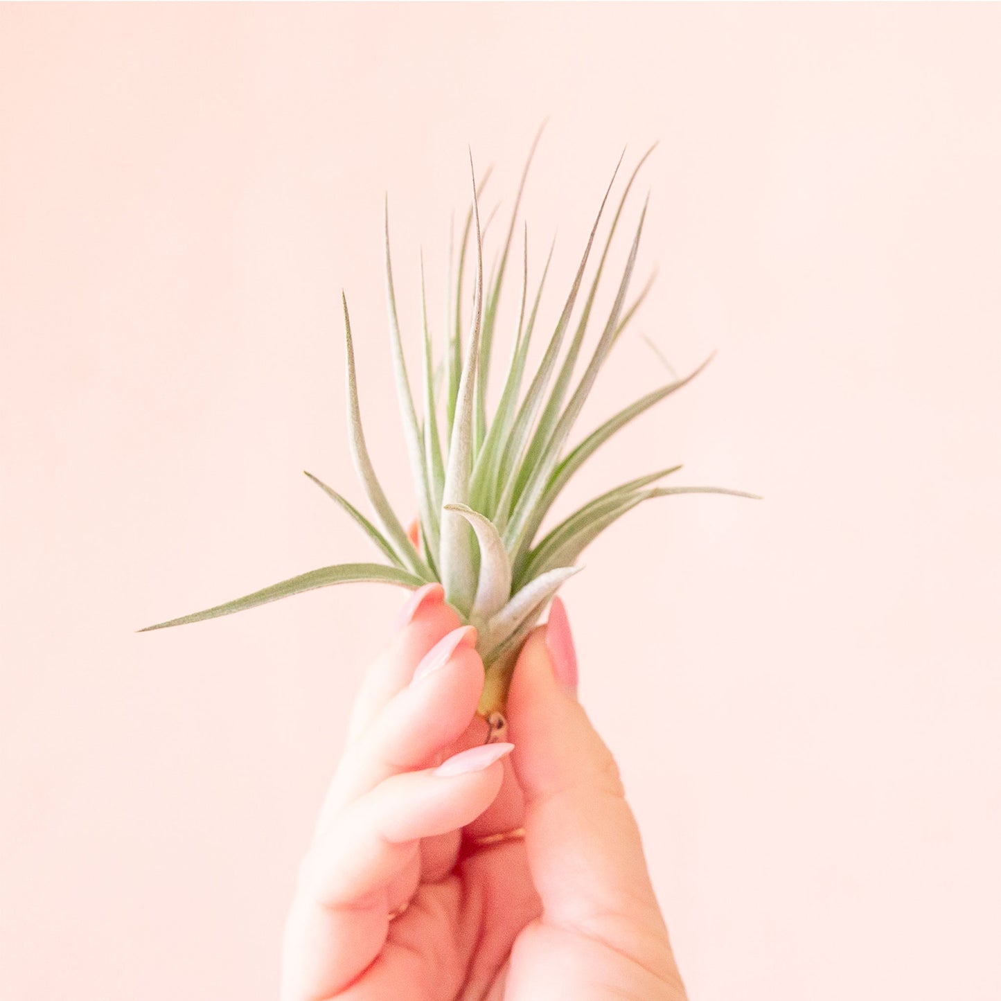 Tillandsia | Houston Pink
