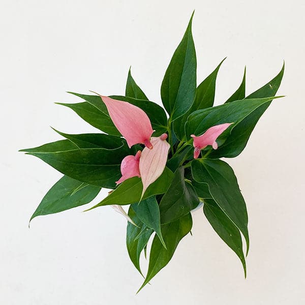 Anthurium "Lilli" Light Pink in a round white pot. Anthurium is a green leafy plant with tall bright pink arrowhead shape flowers and dark pink stamen.
