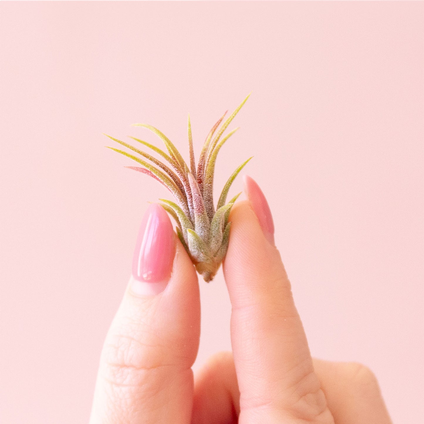 Tillandsia | Ionantha Fuego