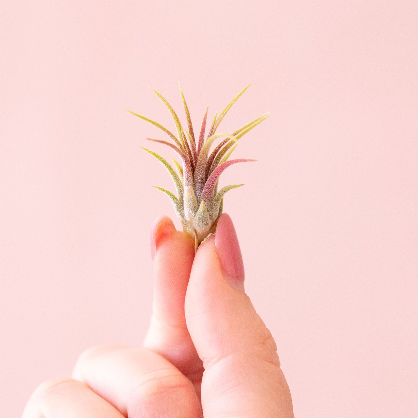 Tillandsia | Ionantha Fuego